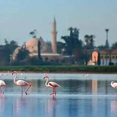 Indigo By Ihg-adults Only 4* Larnaca